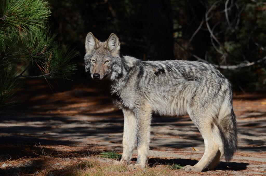 An Eastern Wolf in Algonguin Park