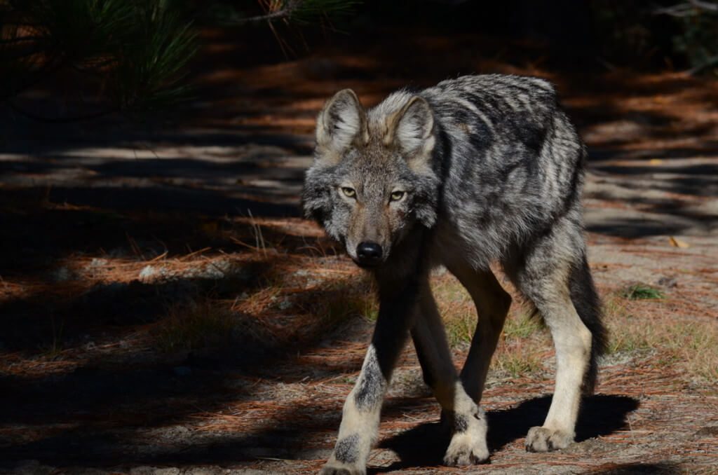 Eastern wolf in Algonquin Park, in Ontario, Canada.