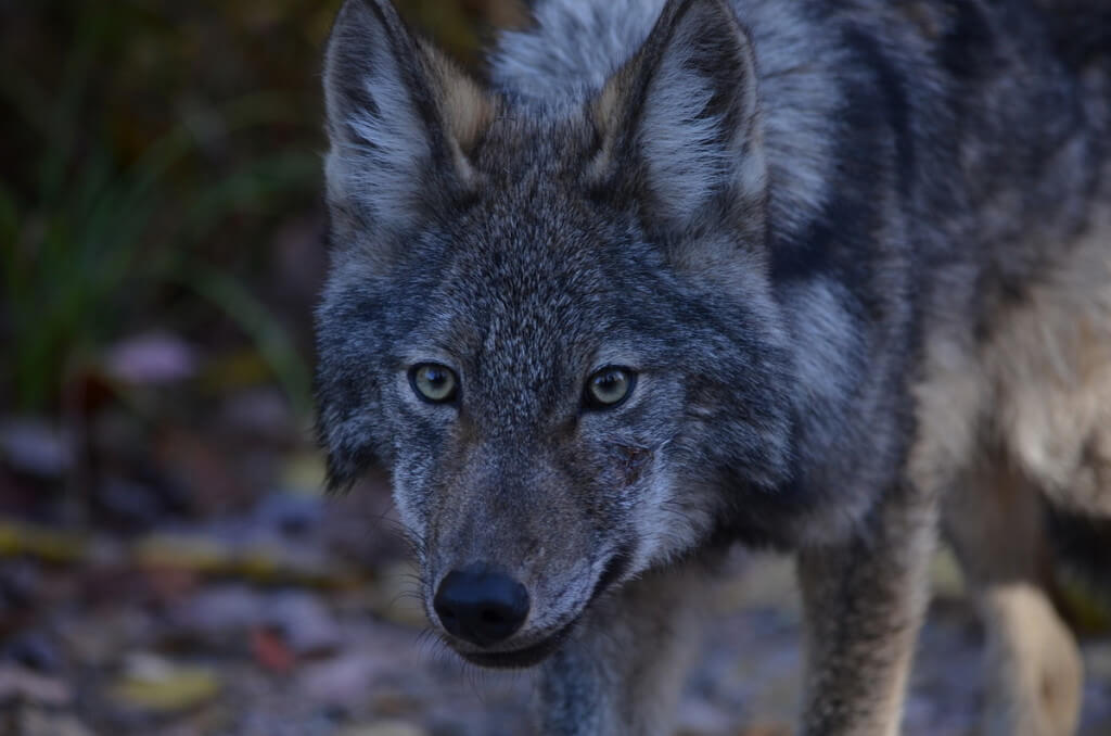 Closeup of the face in Eastern wolf in Algonquin Park, Ontario, Canada