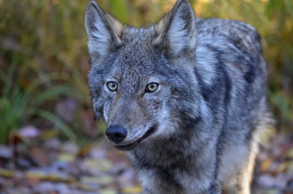 Closeup of the face in Eastern wolf in Algonquin Park, Ontario, Canada