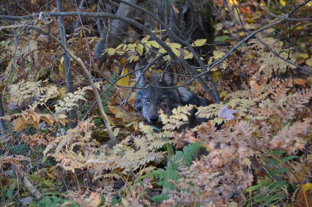Eastern wolf behind bushes in Algonquin Park, in Ontario, Canada.