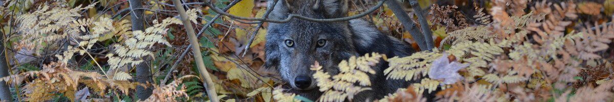 photography of an eastern wolf in Algonquin Park, in Ontario