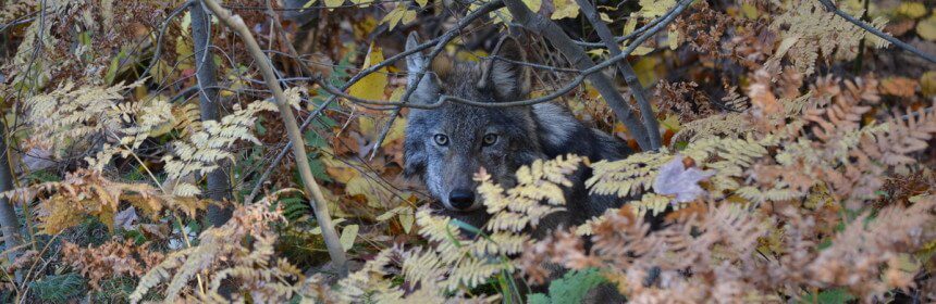 photography of an eastern wolf in Algonquin Park, in Ontario