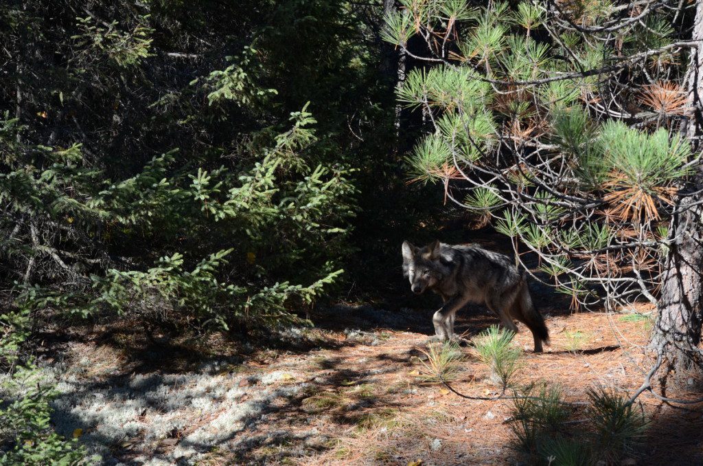 Eastern wolf walking on trail in Algonquin Park, in Ontario, Canada.