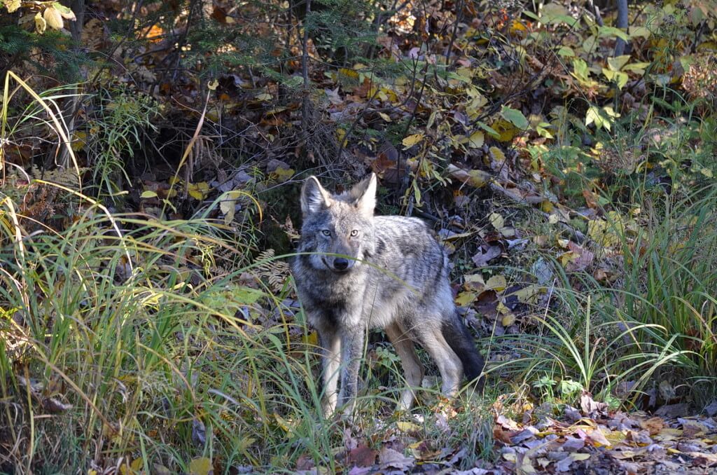 Eastern wolf in Algonquin Park, Ontario, Canada