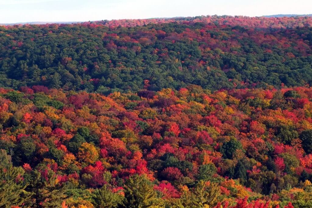 fall colors, dorset tower view, ontario, pic 2