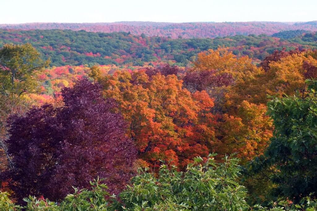 fall colors, dorset tower view, ontario, pic 4