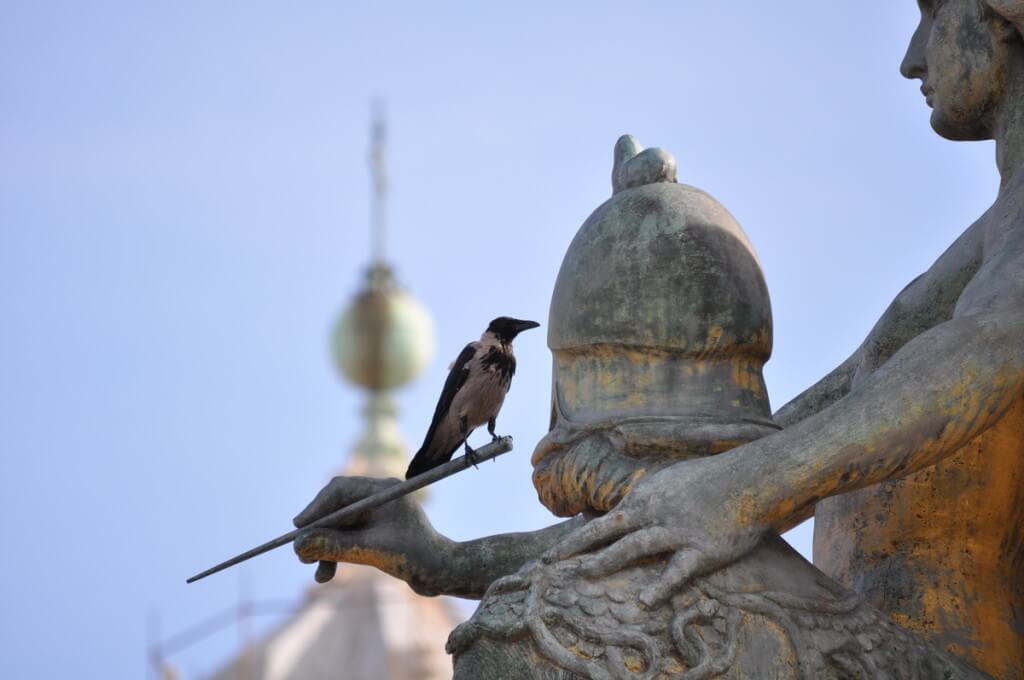 Hooded crow sitting on an outdoor sculpture, Rome, Italy