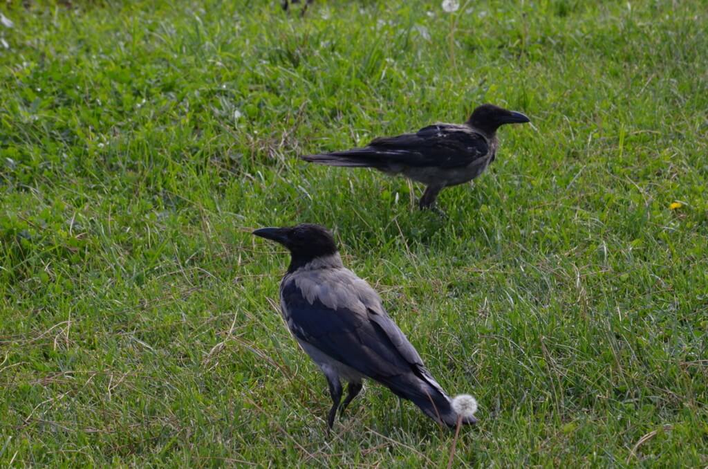 Two hooded crow on the grass at the Roman Forum, in Rome, Italy