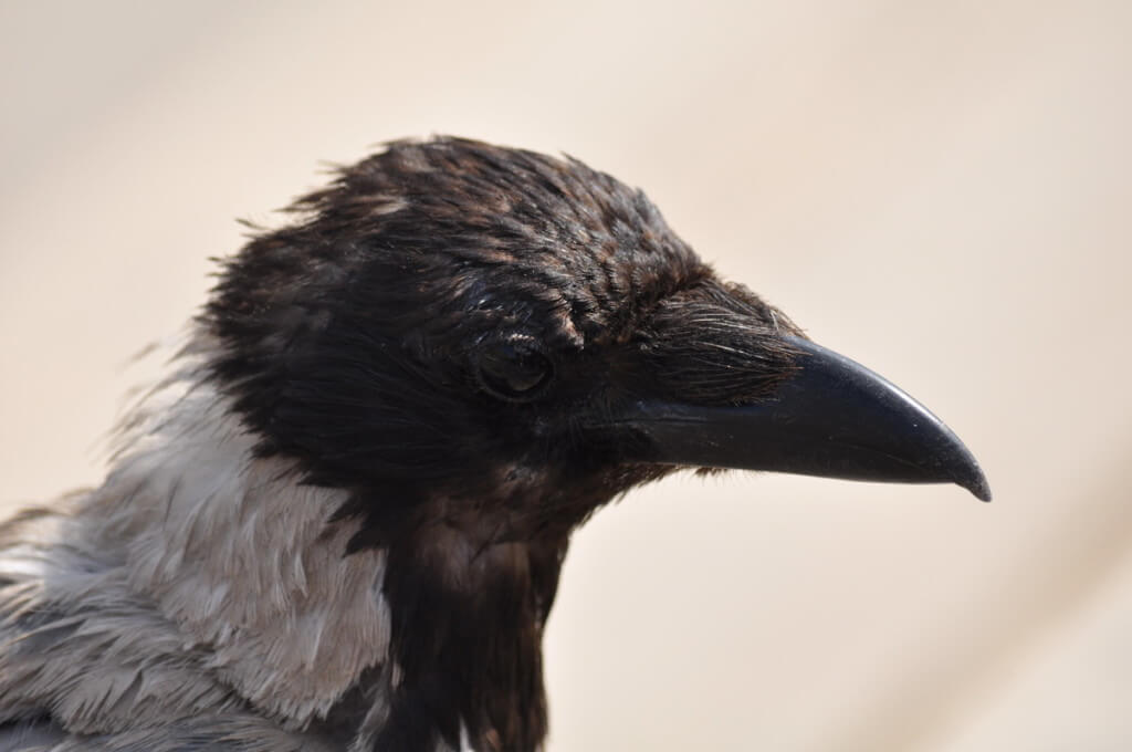 A closeup of a hooded crow in Rome, Italy