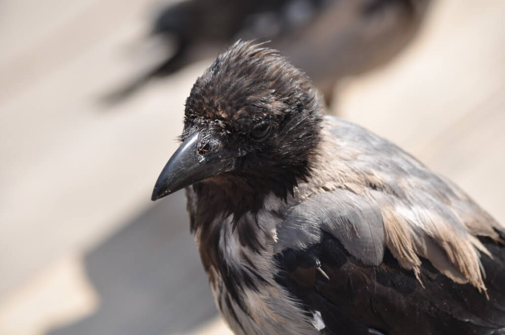 hooded crow, rome, italy, pic 4