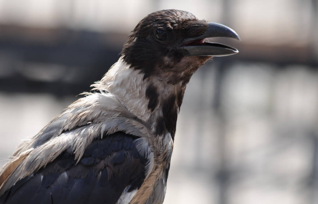 A hooded crow at Trajan's Market, in Rome, Italy