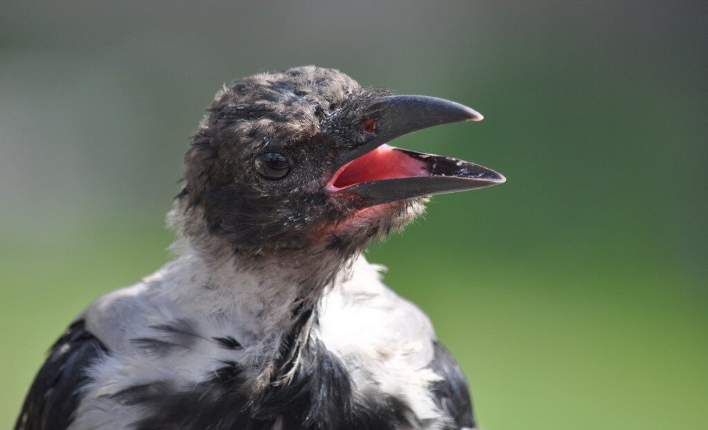 A hooded crow with its mouth open at Trajan's Market, Rome, Italy
