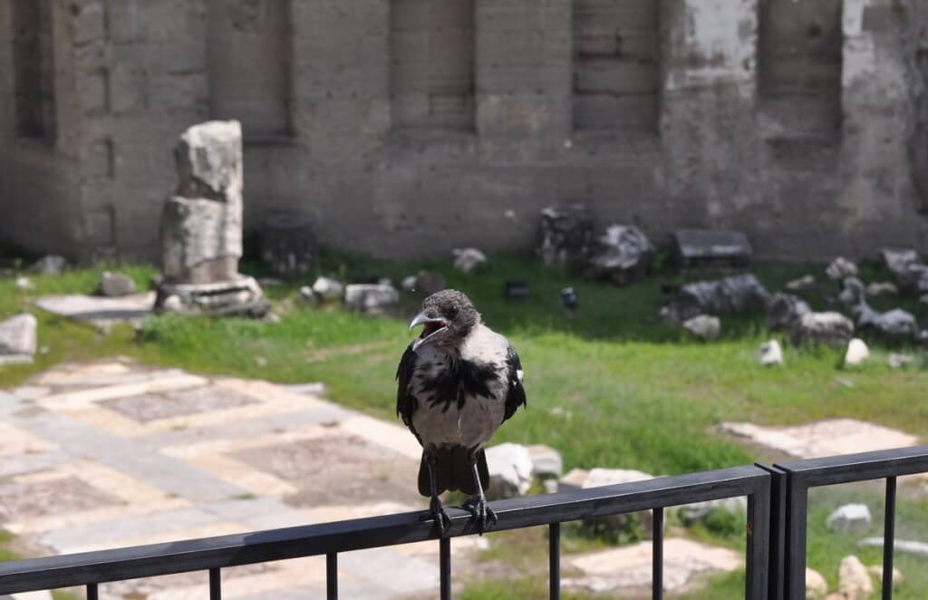 A hooded crow at Trajan's Market, in Rome, Italy