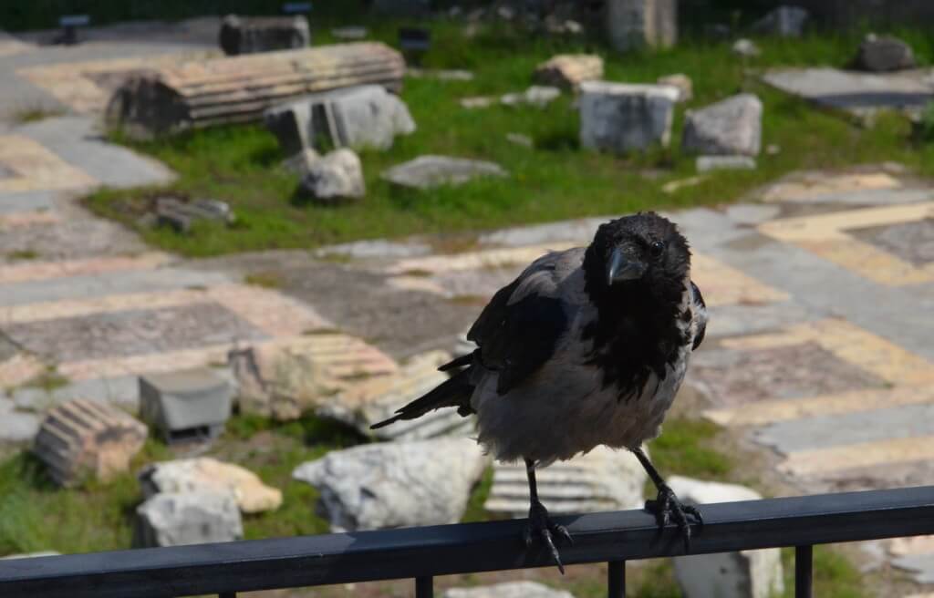 An image of a Hooded crow at the Trajan's Markets ruins in Rome, Italy. Photography by Frame To Frame -Bob and Jean