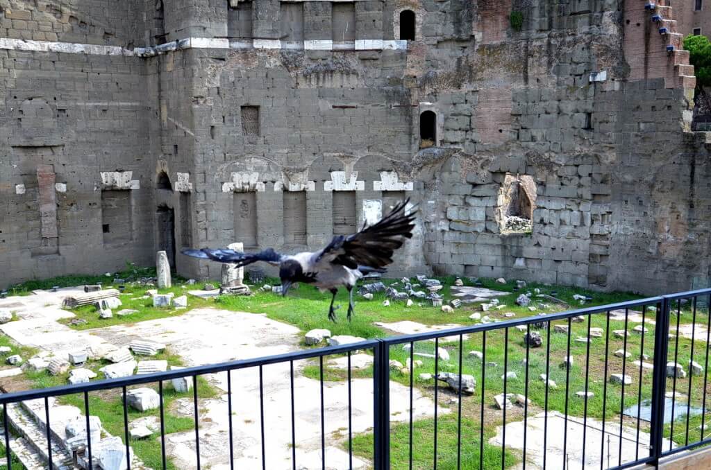 A hooded crow taking flight at Trajan's Market, in Rome, Italy