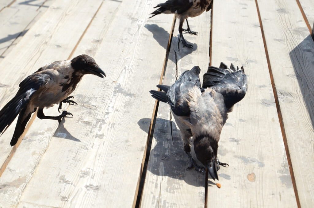 Hooded crows foraging for food at Trajan's Market, in Rome, Italy