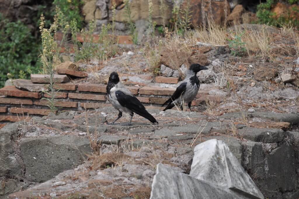Hooded crows among the ruins at the Roman Forum, in Rome, Italy