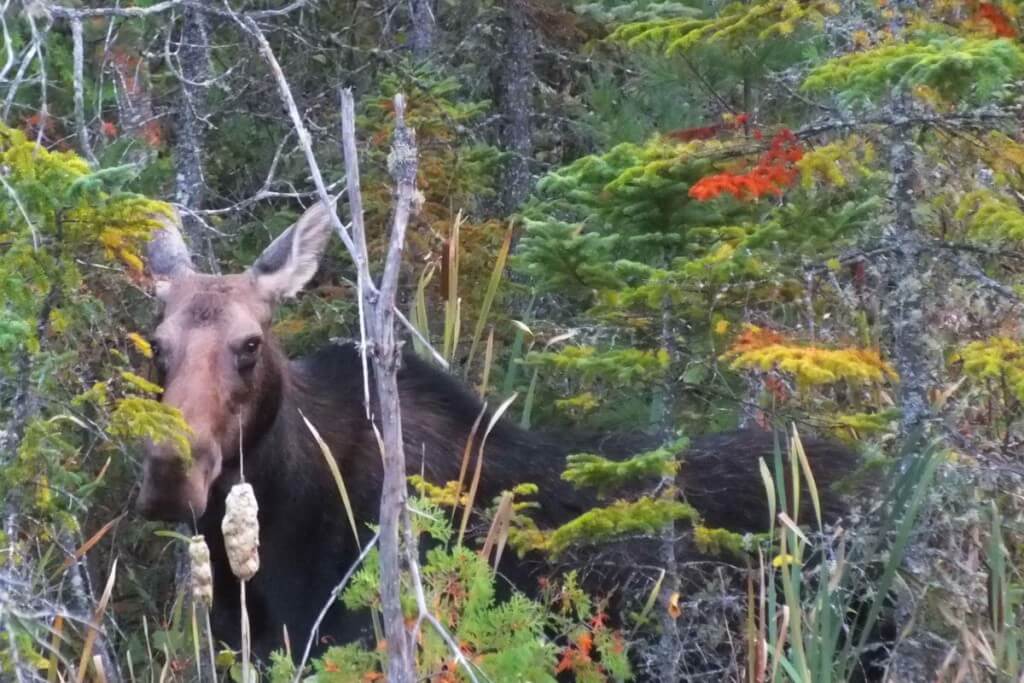 moose, algonquin park, ontario, pic 1