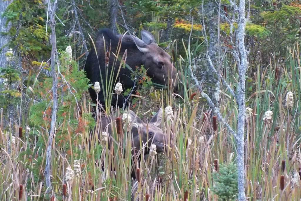 moose, algonquin park, ontario, pic 2