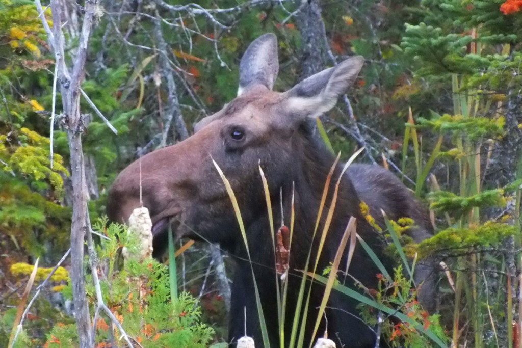 moose, algonquin park, ontario, pic 3
