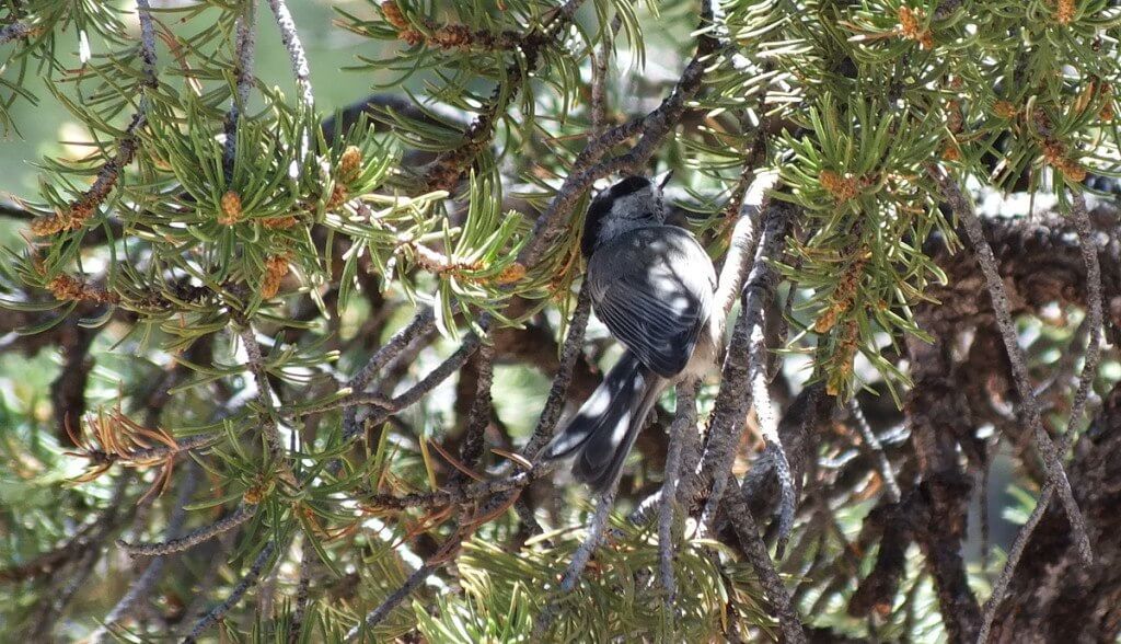 Mountain chickadee among tree limbs at Grand Canyon National Park, Arizona, U.S.A.