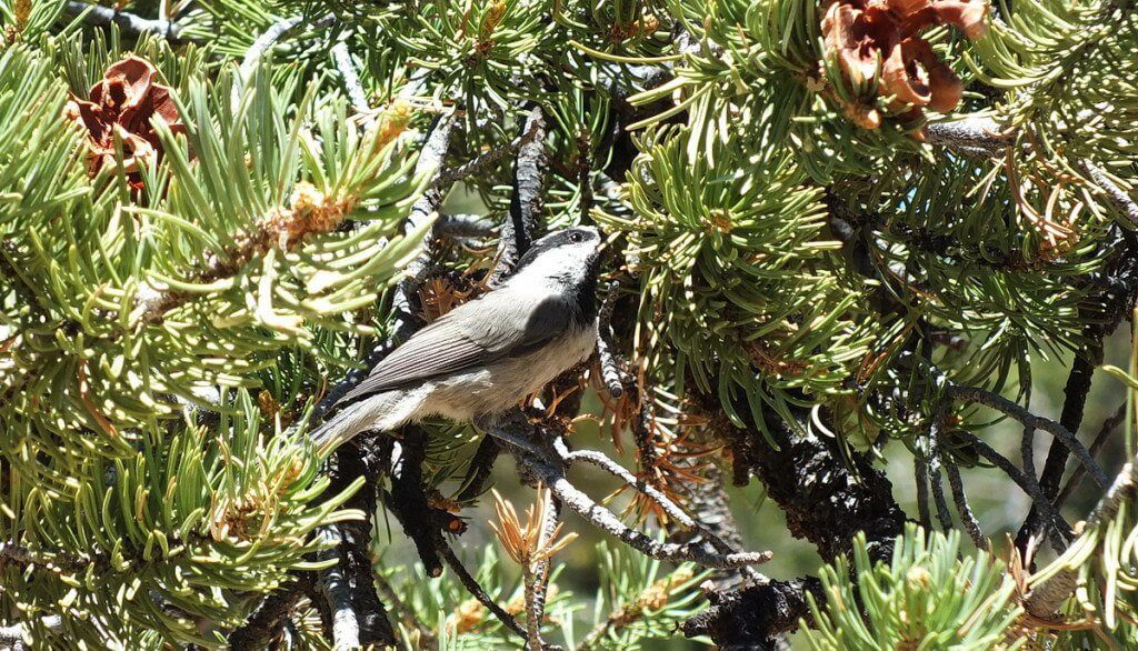 Mountain chickadee on a limb of a Pinyon Pine tree at Grand Canyon National Park, Arizona, U.S.A.