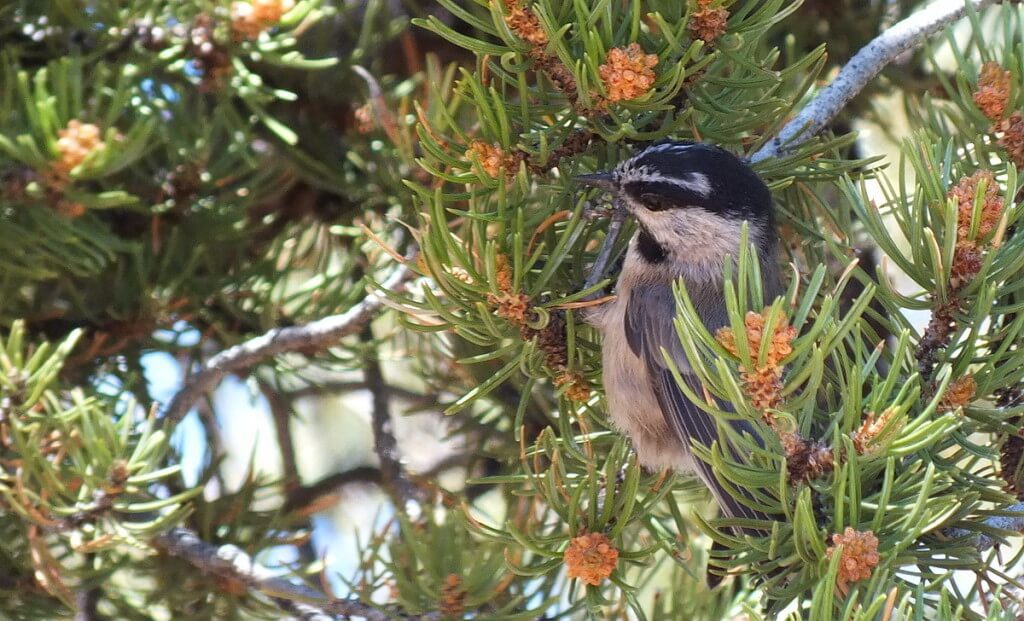 Mountain chickadee sitting on a Pinyon Pine at Grand Canyon National Park, Arizona, U.S.A.