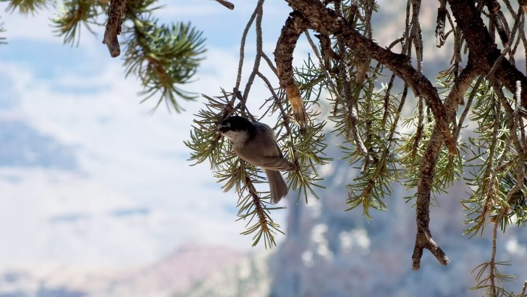 Mountain chickadee on tree branch at Grand Canyon National Park, Arizona, U.S.A.