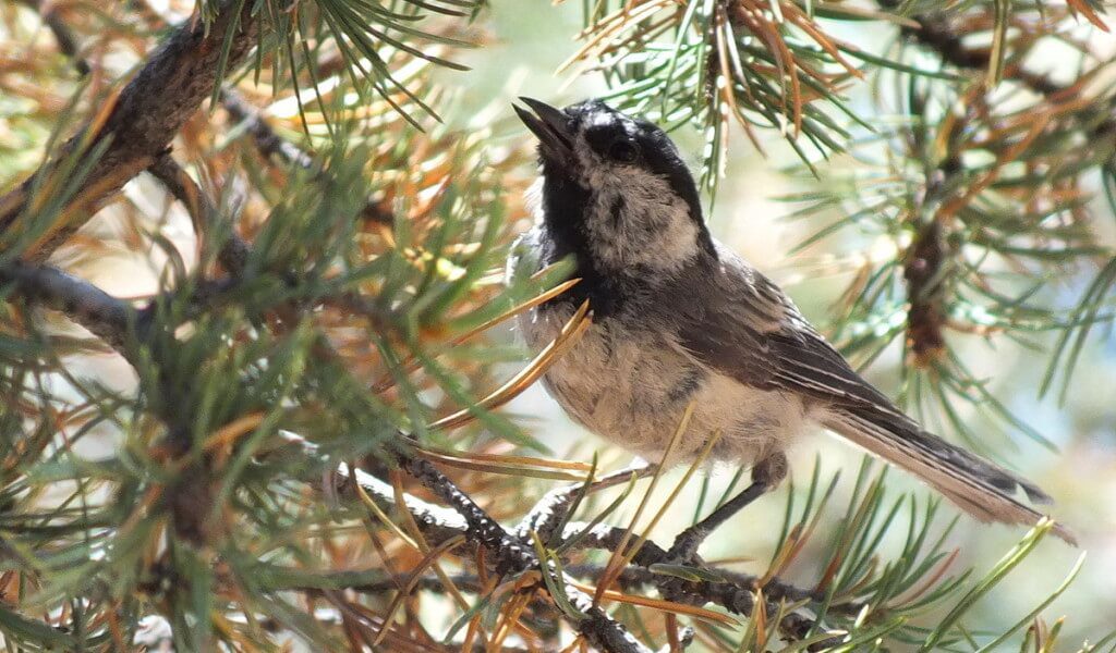Mountain chickadee on a tree branch at Grand Canyon National Park, Arizona, U.S.A.