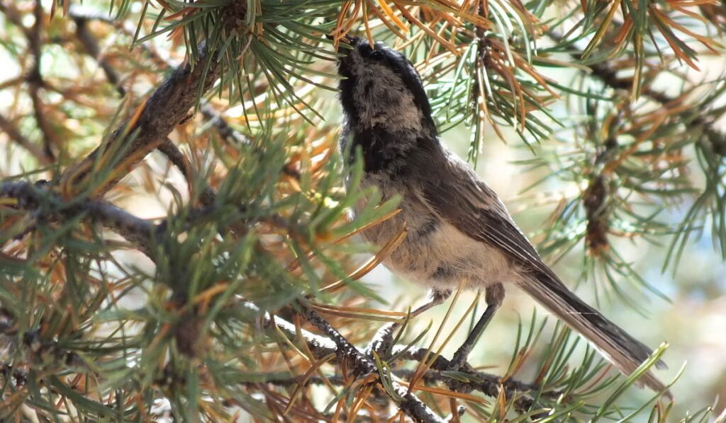Mountain chickadee eating insects among tree limbs at Grand Canyon National Park, Arizona, U.S.A.