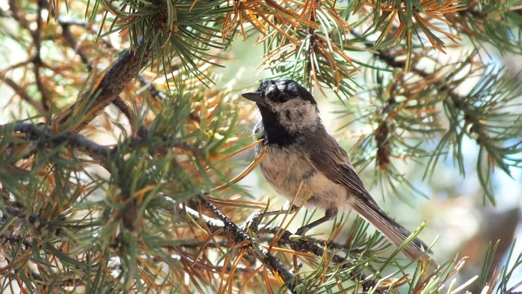 Mountain chickadee sitting in a tree at Grand Canyon National Park, Arizona, U.S.A.