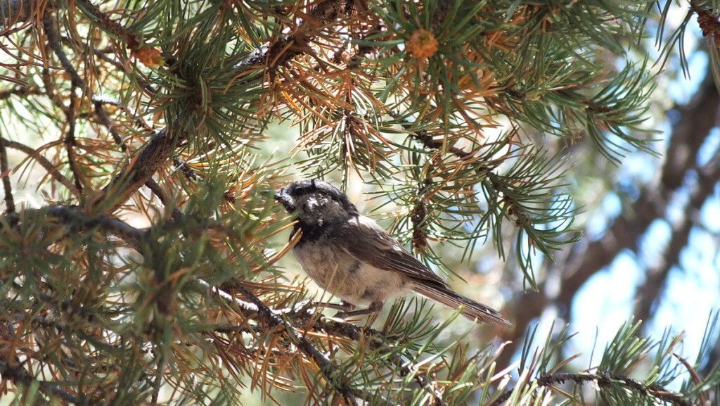 Mountain chickadee on a Pinyon Pine tree limb at Grand Canyon National Park, Arizona, U.S.A.