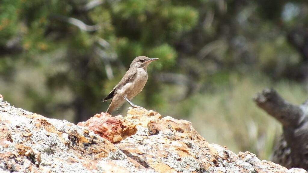 Rock Wren sitting atop a rock on the South Rim at Grand Canyon National Park in Arizona, U.S.A.