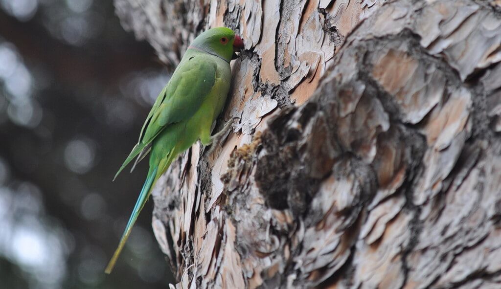 An image of a Rose-ringed parakeet chewing at tree bark in Villa Borghese Park in Rome, Italy. Photography by Frame To Frame - Bob and Jean.