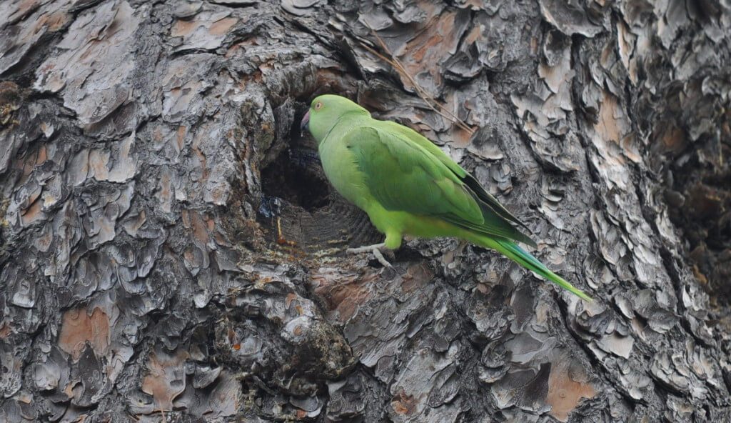 An image of a Rose-ringed parakeet eating tree sap in Villa Borghese Park in Rome, Italy. Photography by Frame To Frame - Bob and Jean.