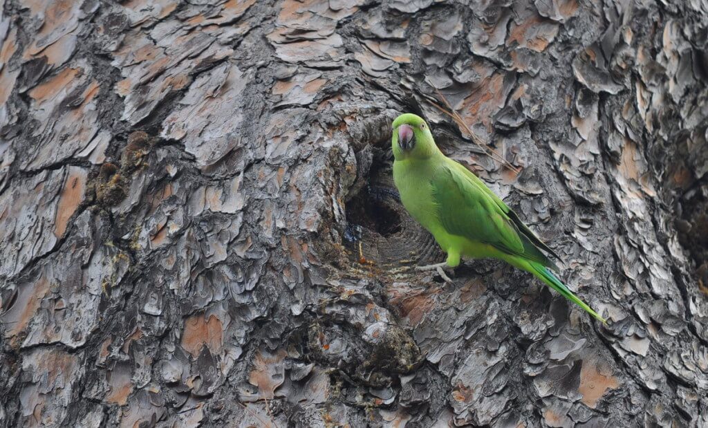 An image of a Rose-ringed parakeet eating tree sap in Villa Borghese Park in Rome, Italy. Photography by Frame To Frame - Bob and Jean.