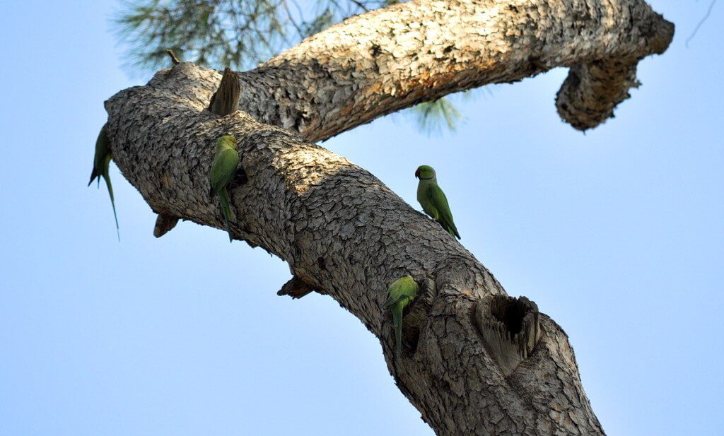 An image of four Rose-ringed parakeets on a tree in Villa Borghese Park in Rome, Italy. Photography by Frame To Frame - Bob and Jean.