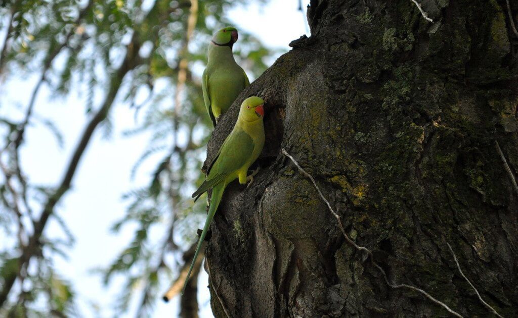 An image of two Rose-ringed parakeets on a tree in Villa Borghese Park in Rome, Italy. Photography by Frame To Frame - Bob and Jean.