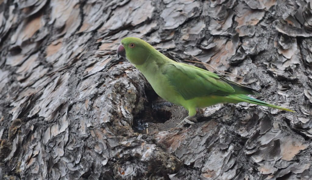 An image of a Rose-ringed parakeet sitting on the side of tree in Villa Borghese Park in Rome, Italy. Photography by Frame To Frame - Bob and Jean.