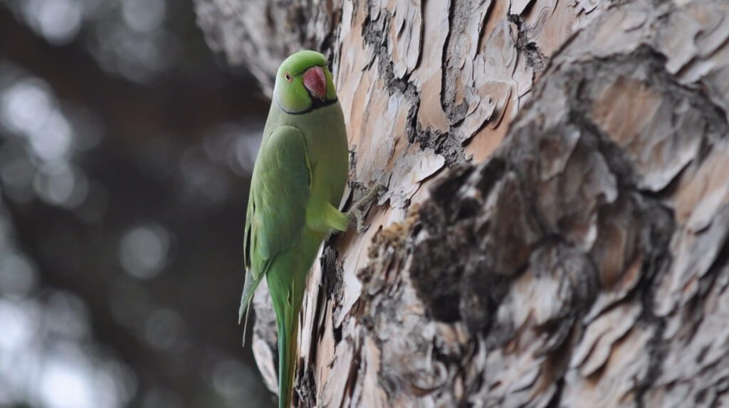 An image of a Rose-ringed parakeet on a tree in Rome, Italy. Photography by Frame To Frame - Bob and Jean.