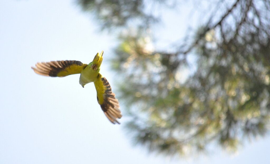 An image of a Rose-ringed parakeet in flight in Villa Borghese Park in Rome, Italy. Photography by Frame To Frame - Bob and Jean.