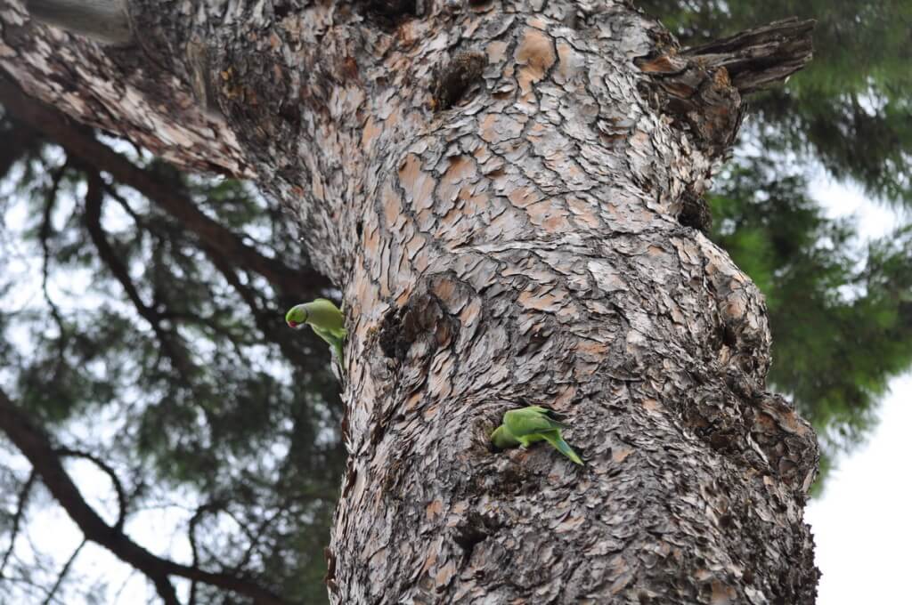 An image of two Rose-ringed parakeets chewing at tree bark in Villa Borghese Park in Rome, Italy. Photography by Frame To Frame - Bob and Jean.