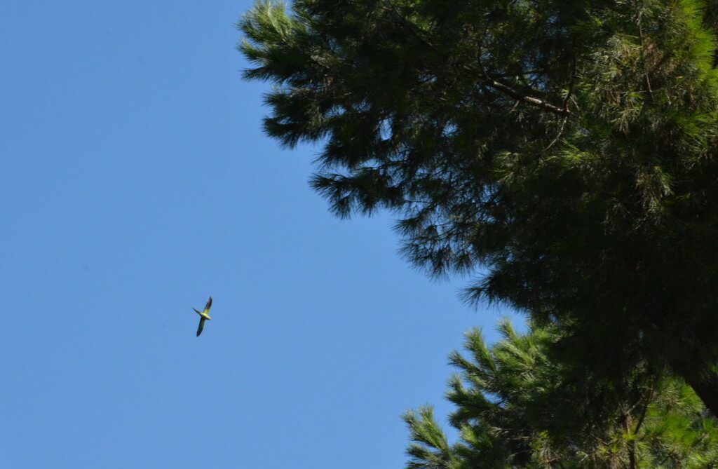 An image of a Rose-ringed parakeet flying above trees in Villa Borghese Park in Rome, Italy. Photography by Frame To Frame - Bob and Jean.