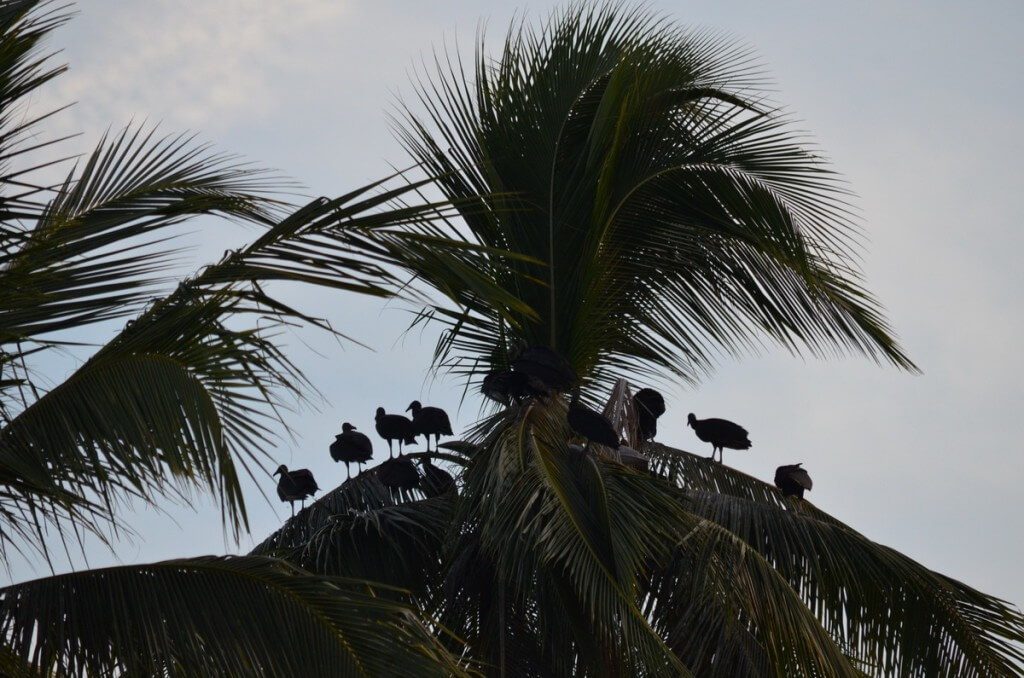 Photo of Black Vultures sitting on a palm tree in the mangrove swamp near San Blas, Mexico