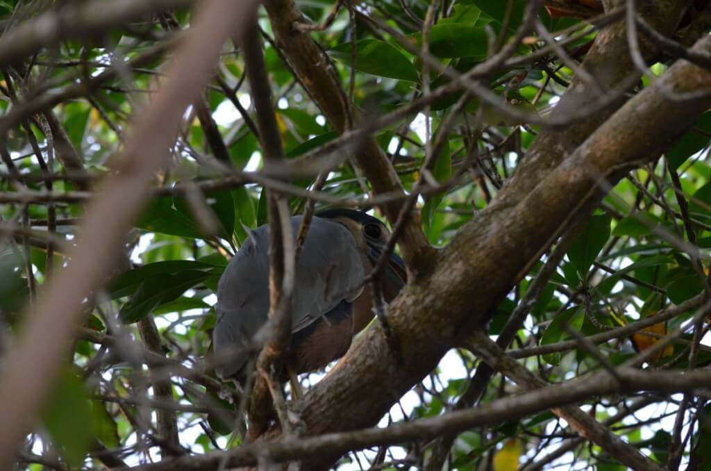  Photo of a Duck-billed Heron in the mangrove swamp near San Blas, Mexico