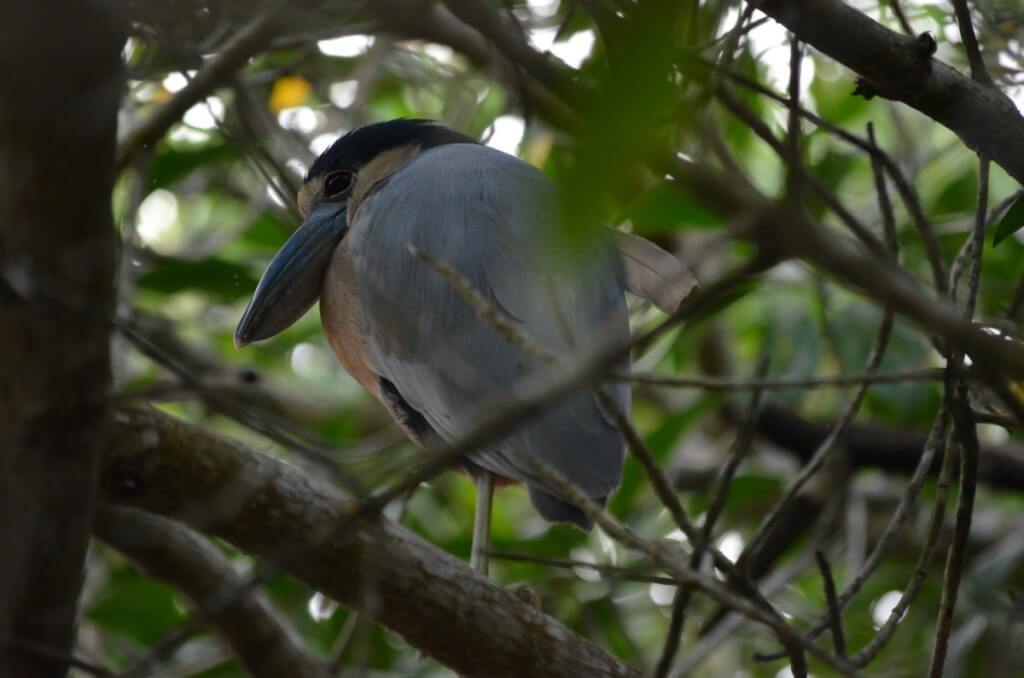  Photo of a Duck-billed Heron among trees in the mangrove swamp near San Blas, Mexico