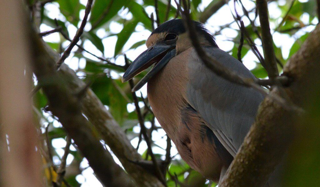 Closeup photo of a Duck-billed Heron among trees in the mangrove swamp near San Blas, Mexico