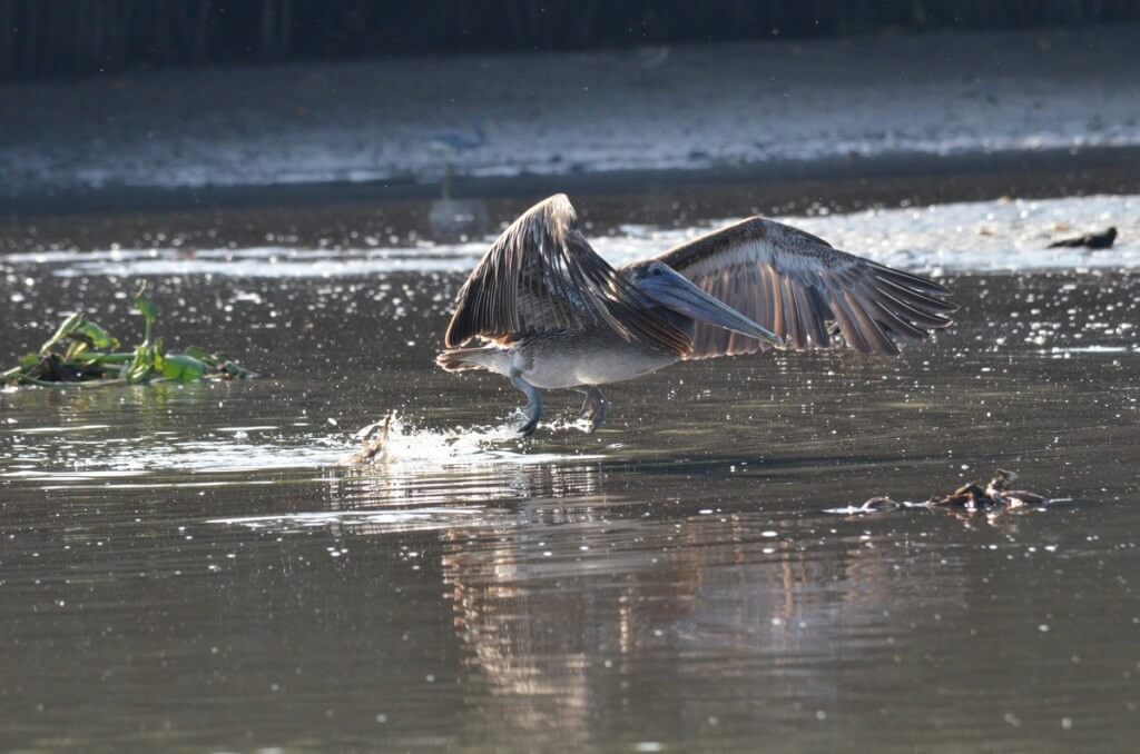 Photo of a Brown Pelican fishing along the San Cristobal River near San Blas, Mexico