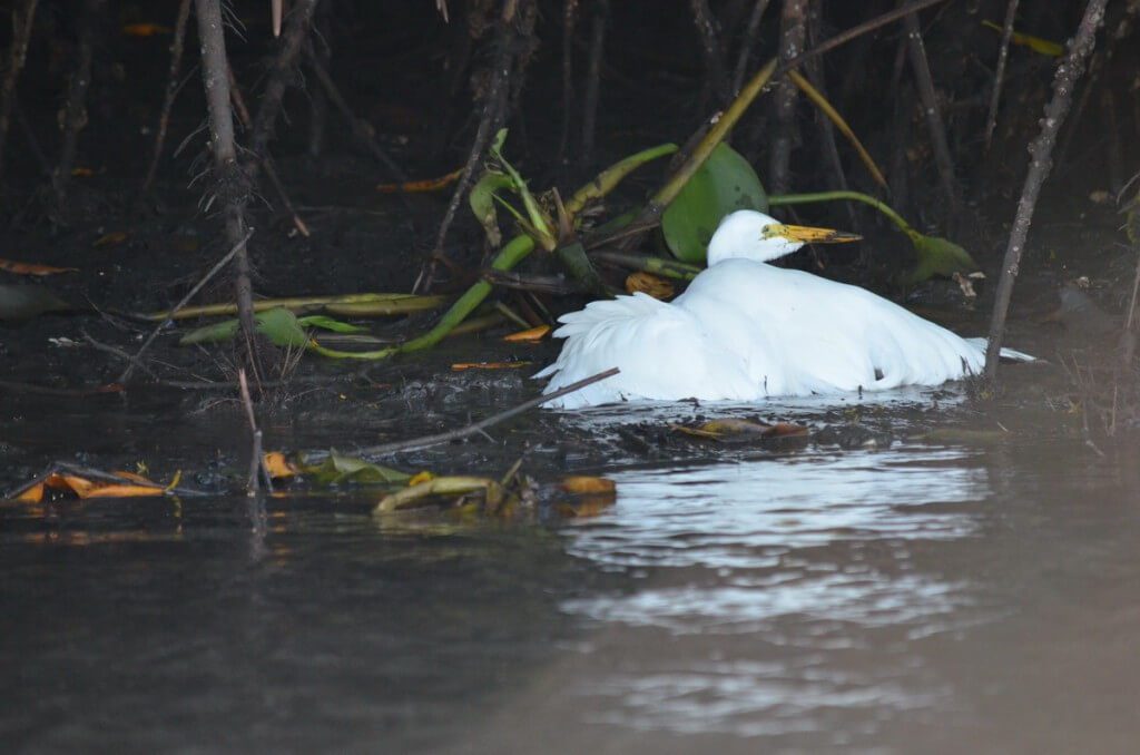 Photo of a Great Egret along the San Cristobal River near San Blas, Mexico